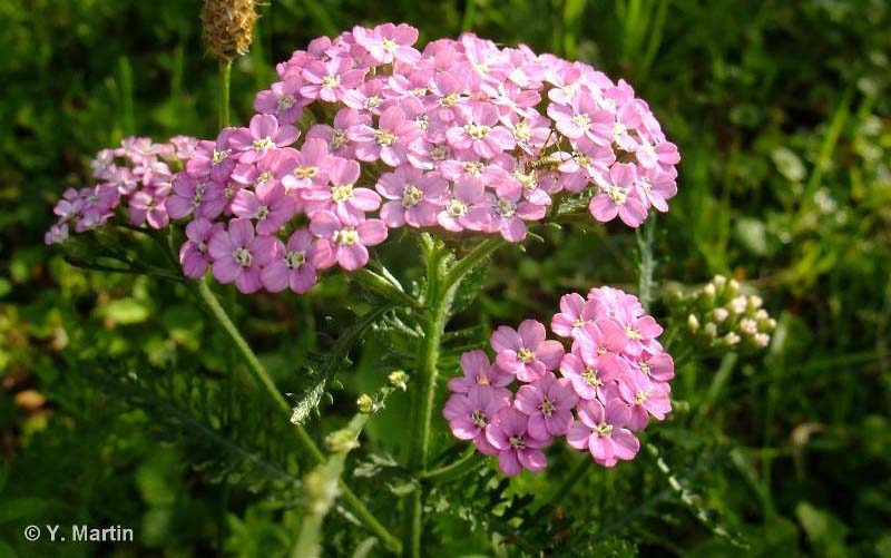 Achillée millefeuille, espèce présente au parc de l'Europe