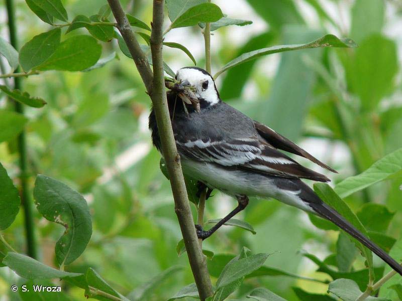 Bergeronnette grise , espèce présente au parc de l'Europe