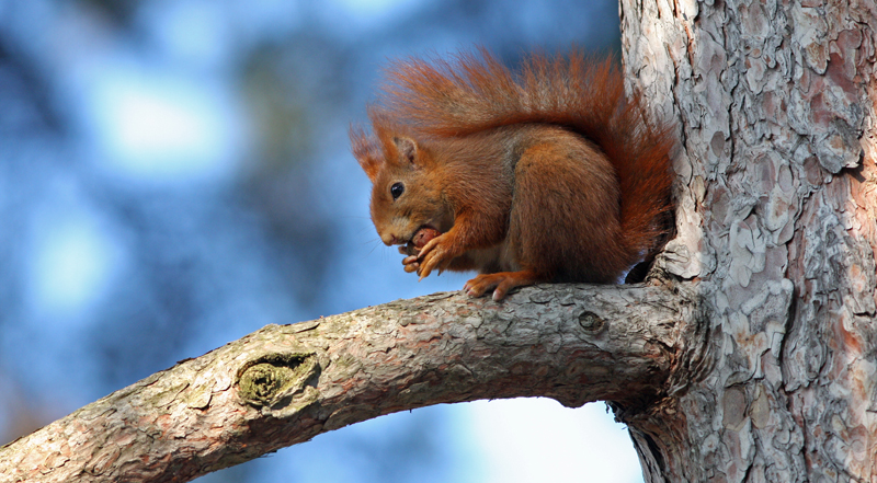 Ecureuil roux, espèce présente au parc de l'Eurpe