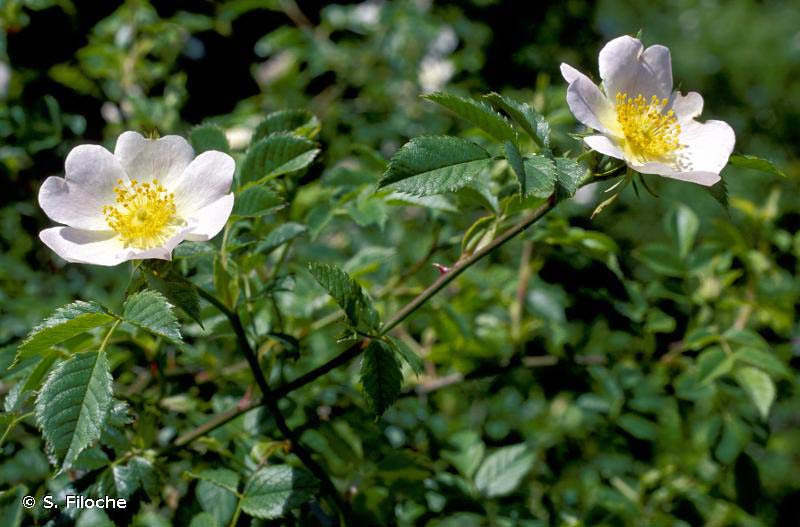 Eglantier commun présent au parc de l'Europe