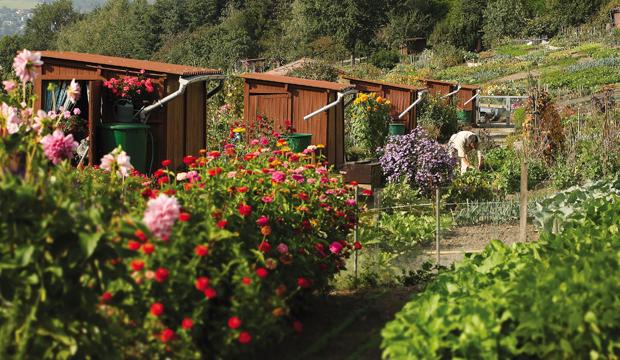 Les jardins familiaux à Saint-Étienne