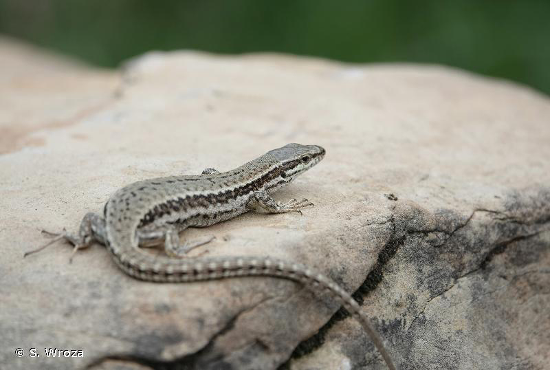 Lézard des murailles, espèce présente au parc de l'Europe