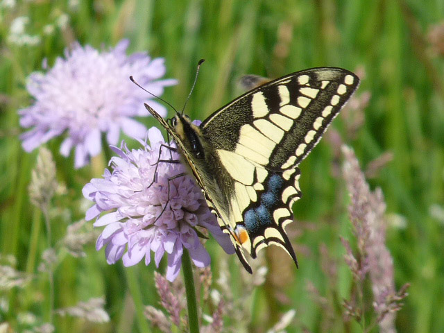 Machaon