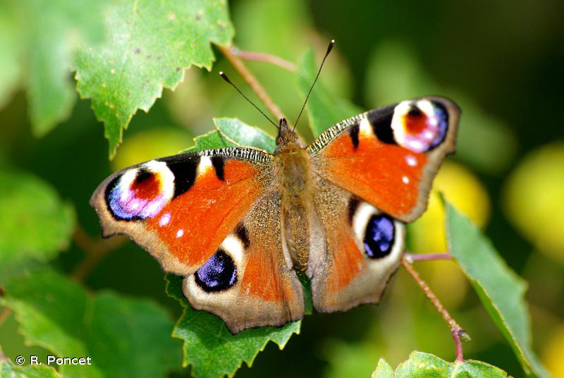 Paon du jour (papillon), espèce présente au parc de l'Europe