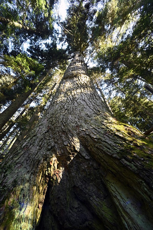 sapin géant du grand bois