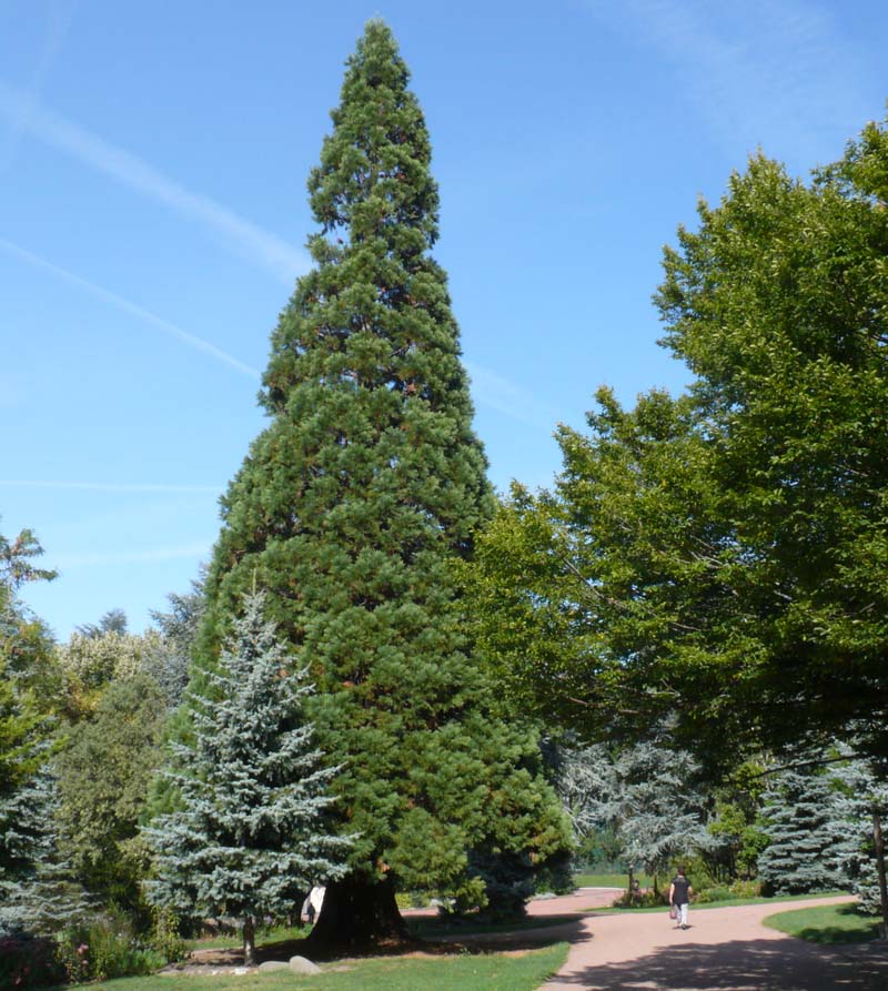 séquoia géant au Parc de l'Europe