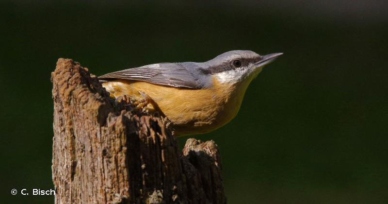 Sittelle torchepot - Photo : C. Bisch