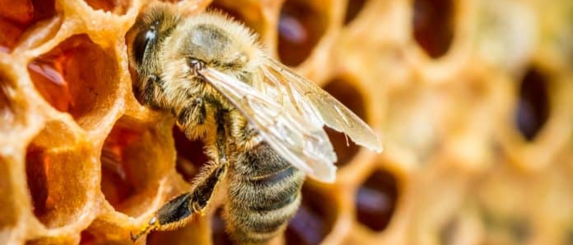 Ruche connectée pour la sauvegarde des abeilles - Agrandir l'image, fenêtre modale